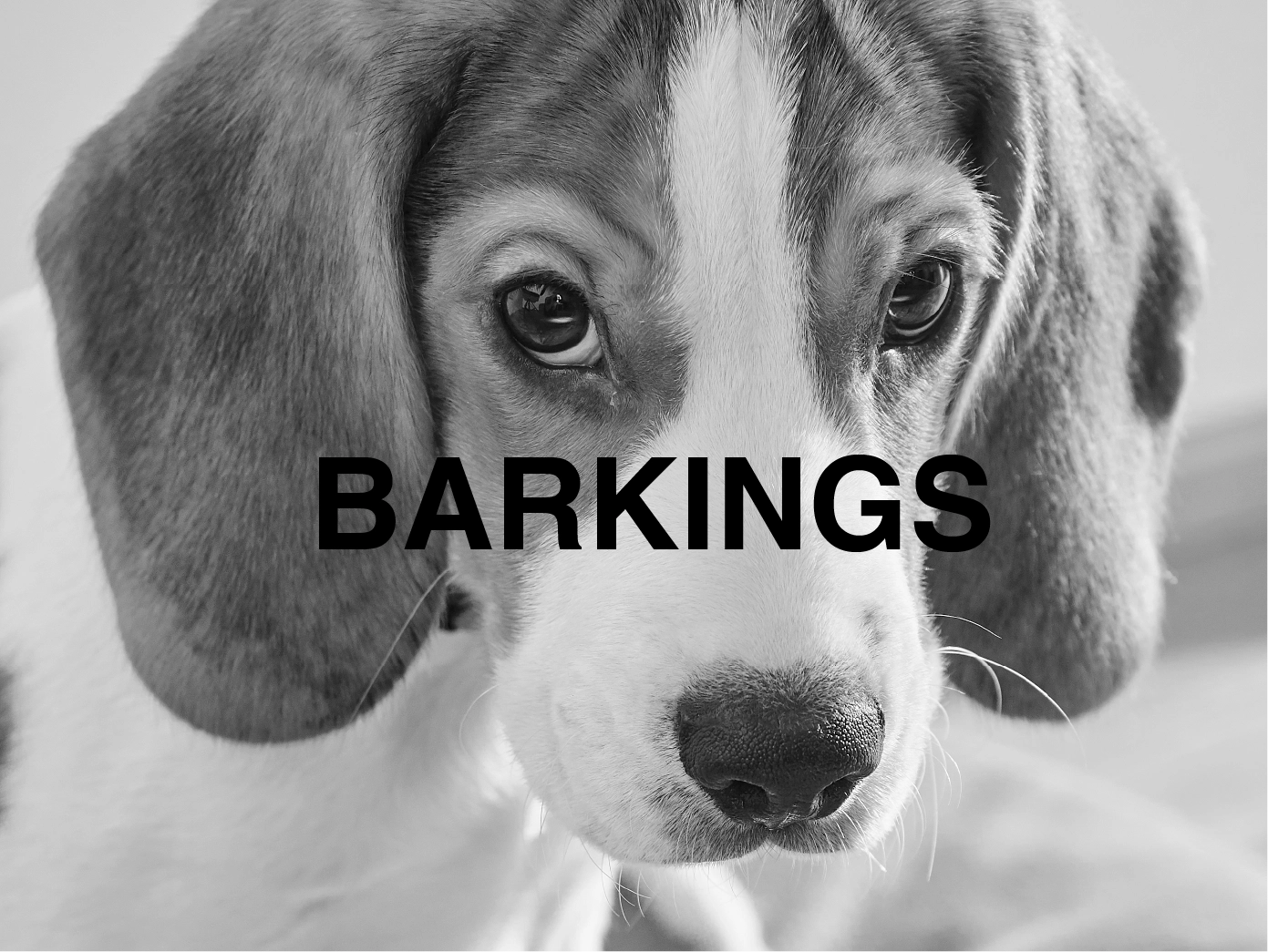 portada-naming-barking-diablo-estudio-creativo